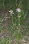 Wavyleaf purple coneflower